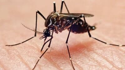 Mosquito Remedy : வீட்டில் கொசுத்தொல்லையால் அவதியா? இந்த எளிய முறையே தீர்வு கொடுக்குமா? 