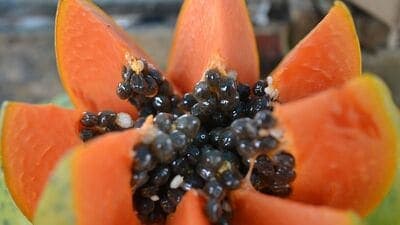 Benefits of Papaya : இந்த ஒரு பழம் போதும்! குளிர் காலத்தில் உங்கள் உடல் ஆரோக்கியம் பராமரிக்கப்படும்! 