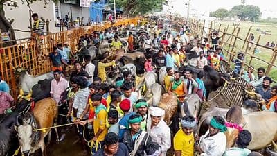 மதுரையில் ஜல்லிக்கட்டில் பங்கேற்க தங்கள் காளையுடன் வந்தவர்கள் (ANI Photo)