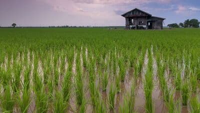 Benefits of Rice : தினம் ஒரு தானியம்! அன்றாட உணவான அரிசியில் என்ன உள்ளது தெரியுமா? 
