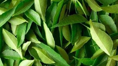 Benefits of Curry Leaves : நாம் வேண்டாம் என்று ஒதுக்கி வைக்கும் உணவில் இத்தனை ஆரோக்கியம் ஒளிந்துள்ளதா? அடேங்கப்பா!