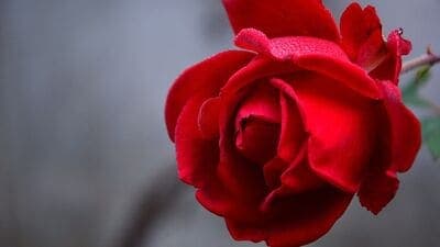 Rose Day : காதலர் வாரத்தின் முதல் நாள் ரோஸ் மட்டுமல்ல எதுவும் பரிமாறிக்கொள்ளப்படுகிறது பாருங்க!