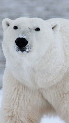 Polar Bear Day: சர்வதேச பனிக்கரடி தினம் இன்று