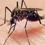 Mosquito : கொசுக்களால்ஏற்படும் நோய்களைக் கட்டுப்படுத்த புதிய தீர்வு; புனே நிறுவனம் அசத்தல்!
