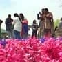 ஆசியாவின் மிகப் பெரிய துலிப் மலர்கள் தோட்டம் ஜம்மு காஷ்மீர் மாநிலம் ஸ்ரீநகரில் திறப்பு 
