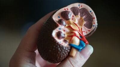 Kidney Health: உங்கள் சிறுநீரகங்களை பத்திரமான பாத்துக்கோங்க.. இந்த உணவுகளை கண்டிப்பா சேர்த்துக்கோங்க