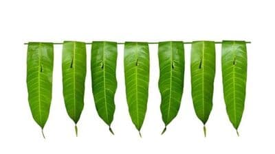 Unknown Benefits of Mango Leaves : வாயிலை அலங்கரிப்பதற்கு மட்டுமல்ல; மாவிலையில் எத்தனை நன்மைகள் உள்ளது பாருங்கள்!
