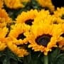sunflower-blossom-bloom-flowers-54267