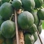 Benefits of Raw Papaya : நாம் திரும்பிக்கூட பார்க்காத காய்! அதில் எத்தனை நன்மைகள் உள்ளதென பாருங்கள்!